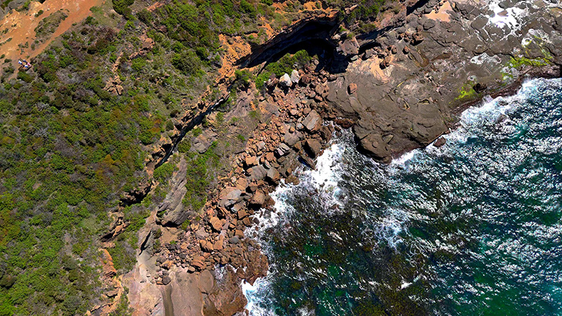 Australian wildlife in natural habitat