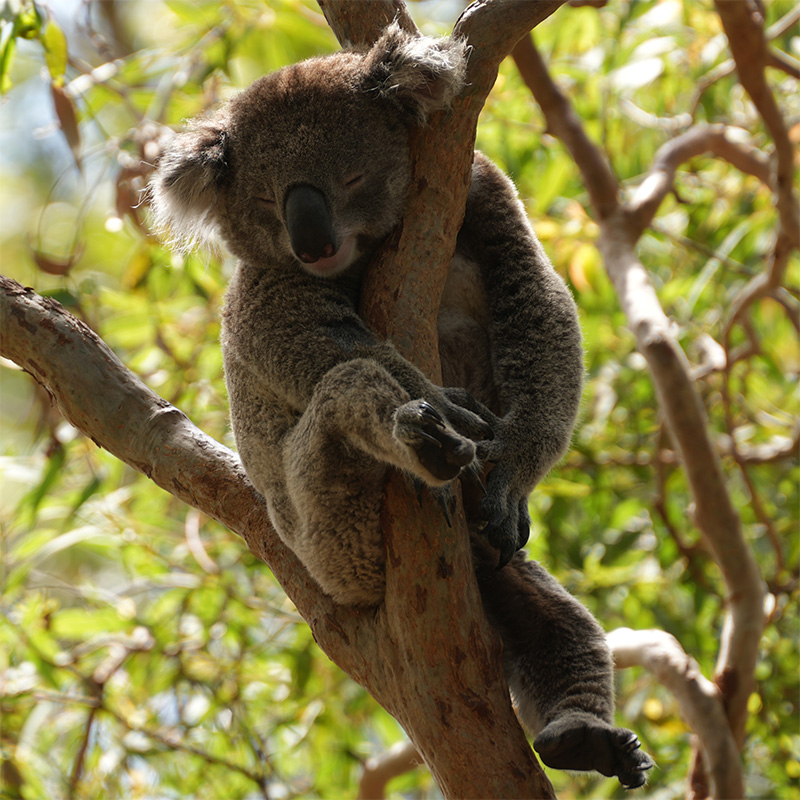 Person enjoying mindful walk in nature